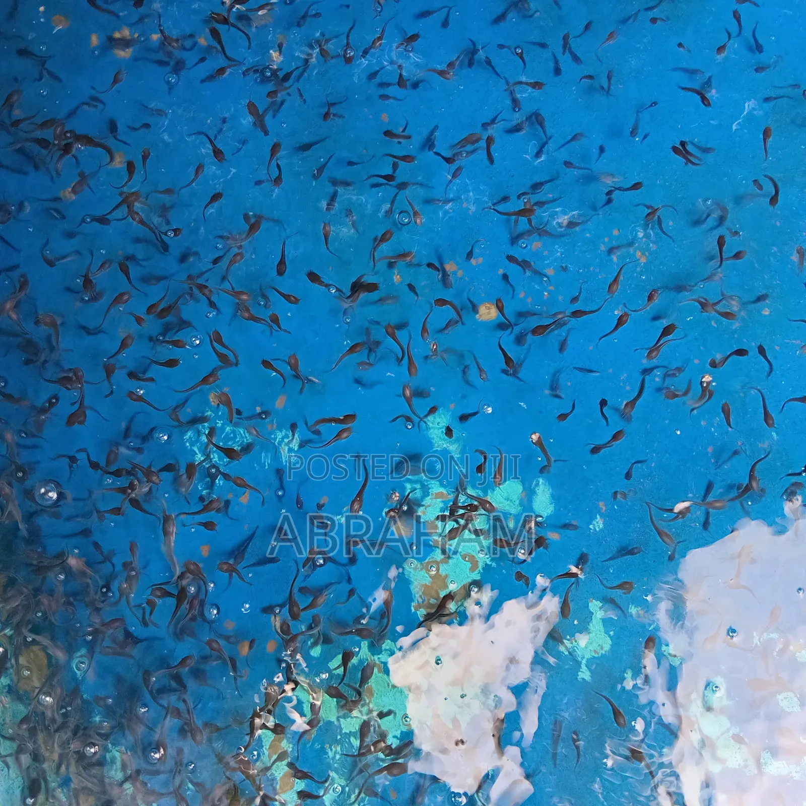 Catfish (Hybrid Clarias) Is Available
