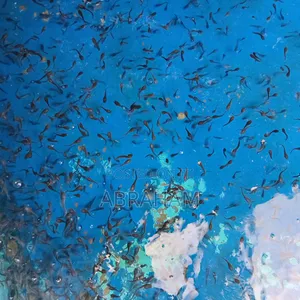 Catfish (Hybrid Clarias) Is Available
