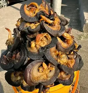Dried Snail