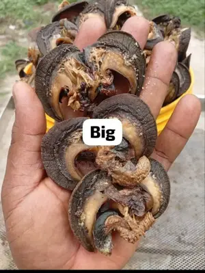 Dried Snail