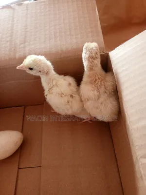 Local Turkey Chicks