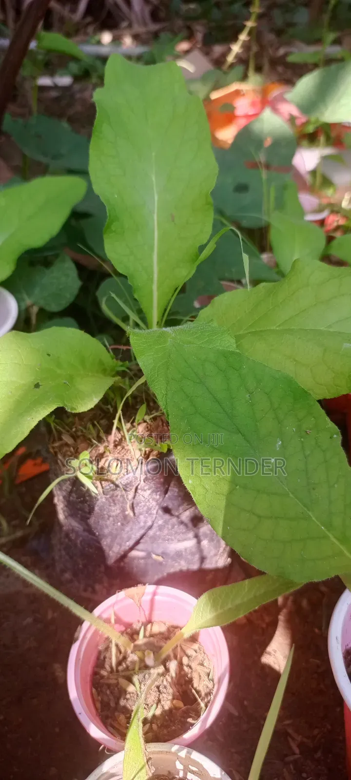 Comfrey Seedlings
