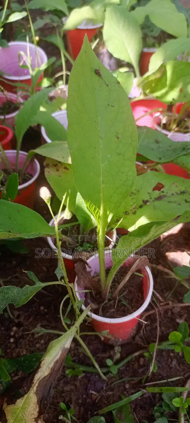 Comfrey Seedlings