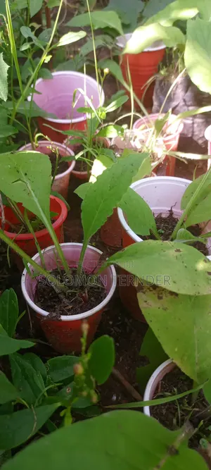 Comfrey Seedlings