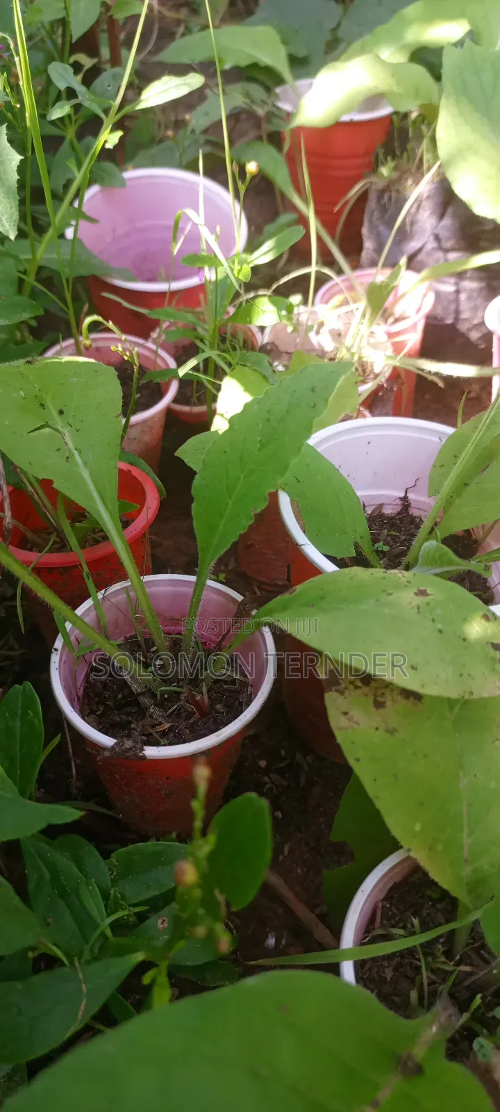 Comfrey Seedlings