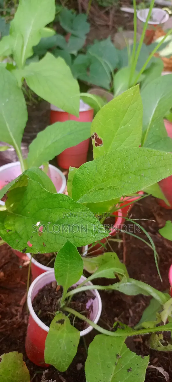 Comfrey Seedlings
