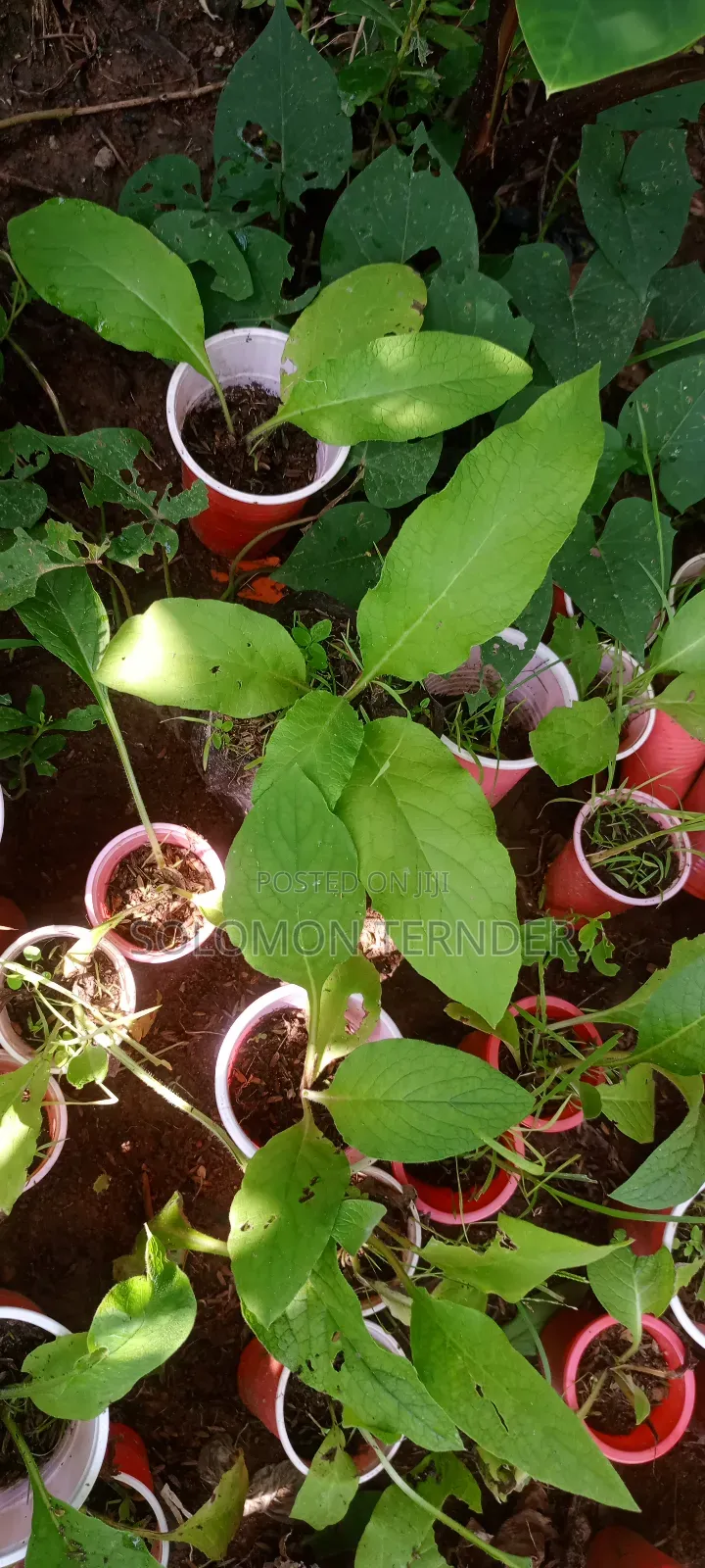 Comfrey Seedlings