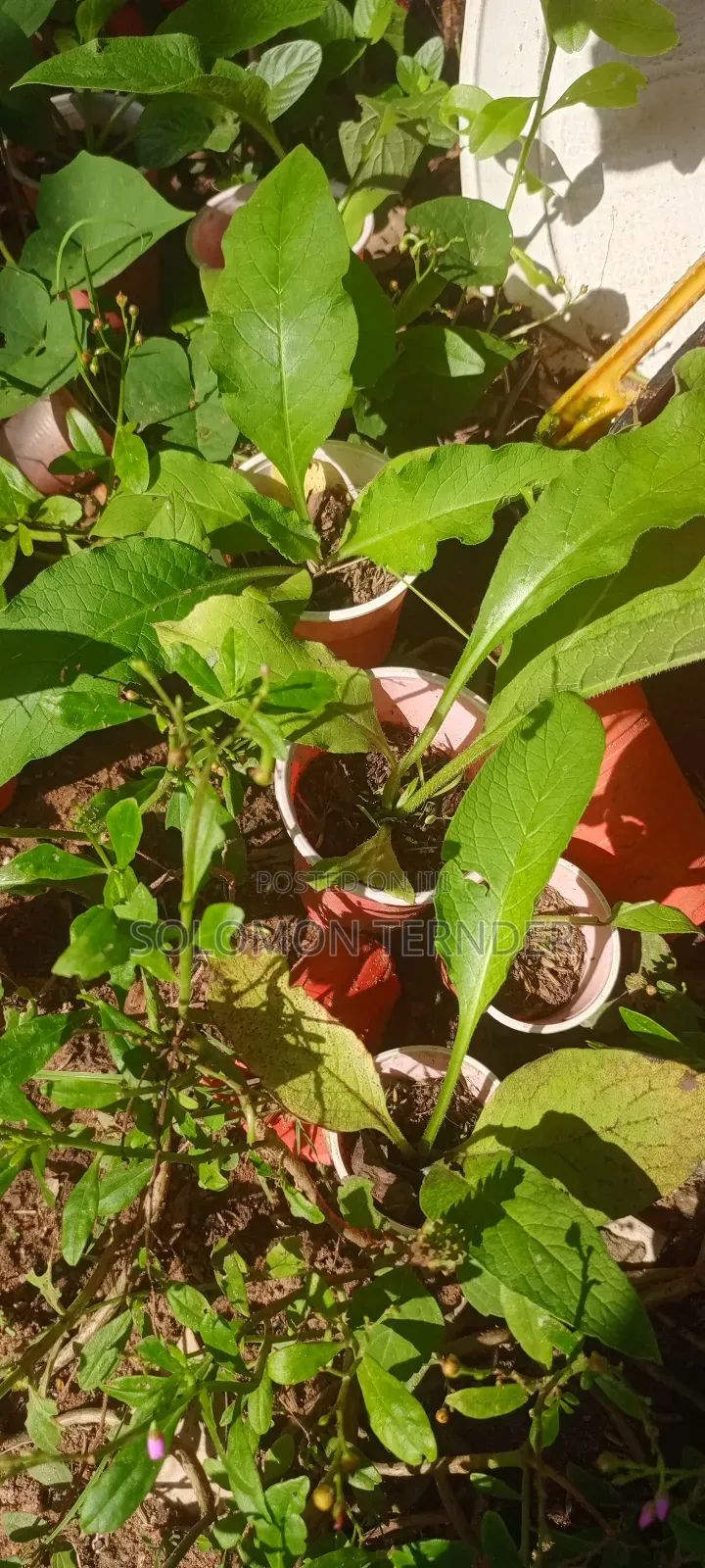 Comfrey Seedlings