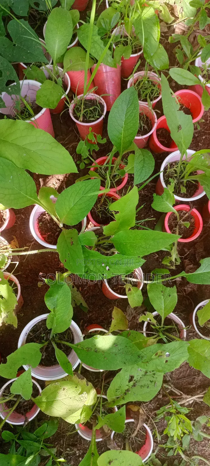 Comfrey Seedlings