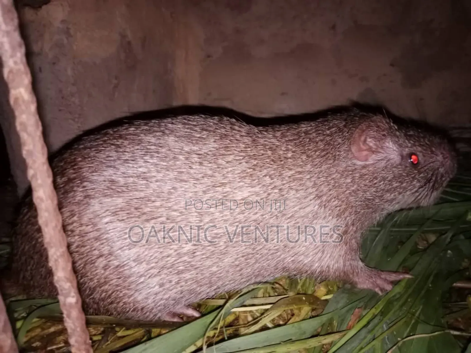Grasscutters (Cane Rat)
