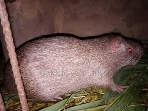 Grasscutters (Cane Rat)