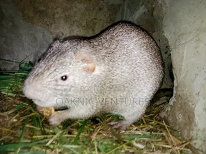 Grasscutters (Cane Rat)
