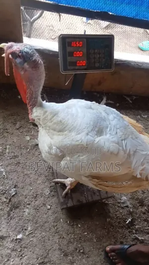 Big Foreign Turkey