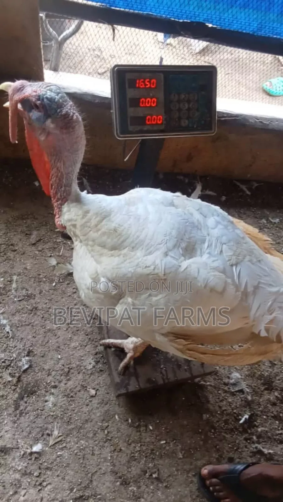 Big Foreign Turkey