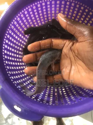 Catfish Fish Fingerlings