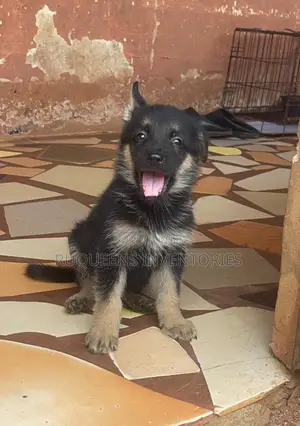 1-3 months Female Purebred German Shepherd