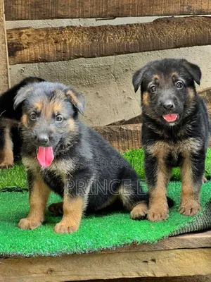 1-3 months Male Purebred German Shepherd