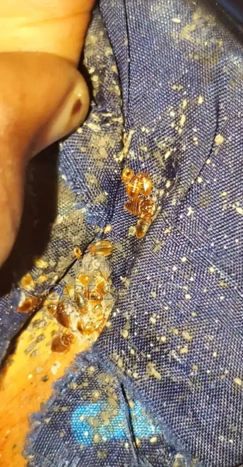 Crowncare Bedbugs Treatment