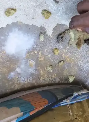 We Eliminate Bedbugs for Good