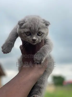 3-6 months Male Purebred Scottish Fold