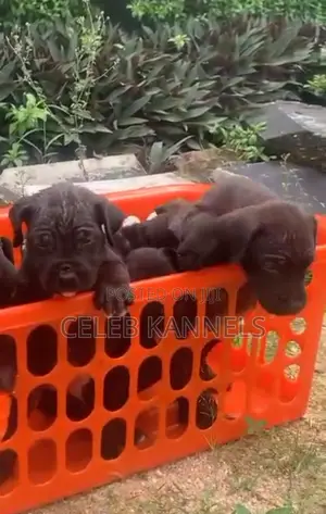 1-3 months Female Purebred Cane Corso