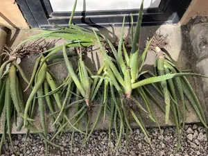 Aloe Vera Plant