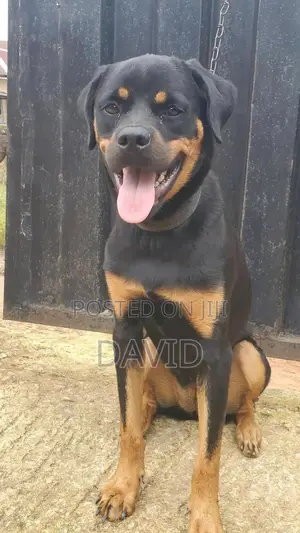 6-12 months Female Purebred Rottweiler