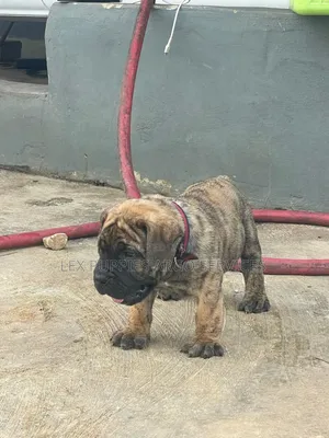 1-3 months Female Purebred Boerboel
