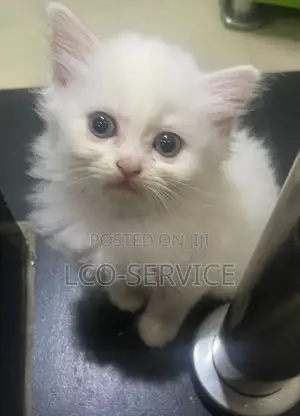 1-3 months Female Purebred Persian