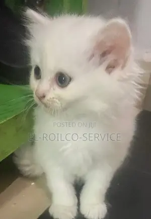 1-3 months Female Purebred Persian