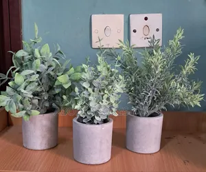 3 in 1 Eucalptus Potted Mini Plants