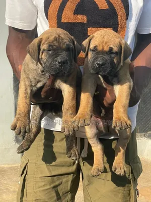 1-3 months Female Purebred Boerboel