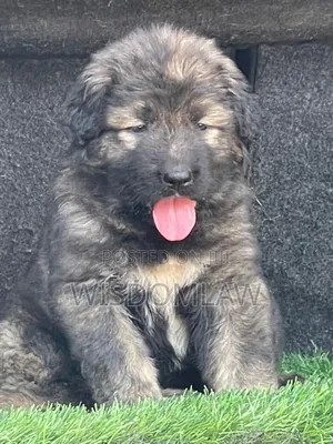 1-3 months Male Purebred Caucasian Shepherd