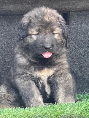 1-3 months Male Purebred Caucasian Shepherd