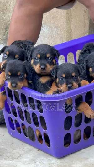 1-3 months Male Purebred Rottweiler