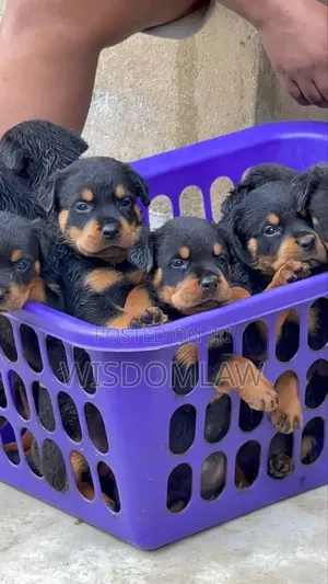 1-3 months Female Purebred Rottweiler