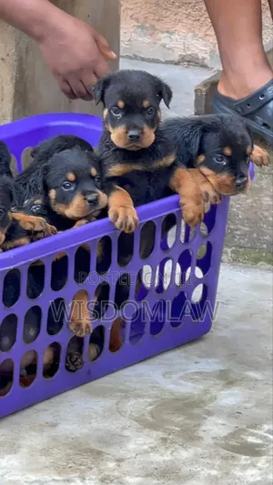 1-3 months Male Purebred Rottweiler