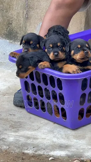 1-3 months Male Purebred Rottweiler