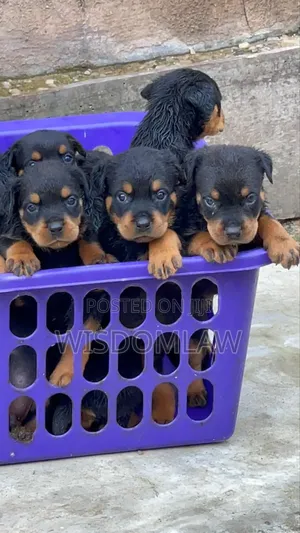 1-3 months Male Purebred Rottweiler
