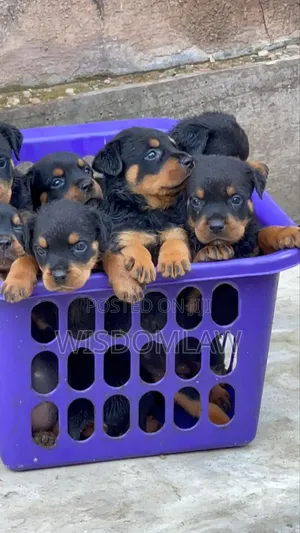 1-3 months Female Purebred Rottweiler