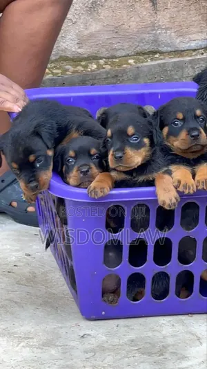 1-3 months Male Purebred Rottweiler