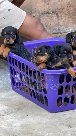 1-3 months Female Purebred Rottweiler