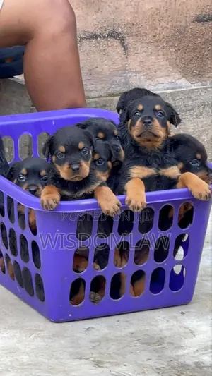 1-3 months Male Purebred Rottweiler