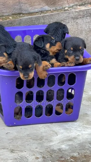 1-3 months Male Purebred Rottweiler