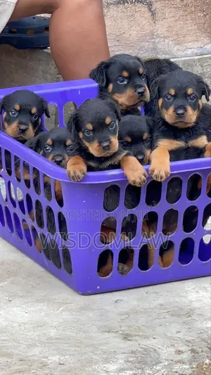 1-3 months Male Purebred Rottweiler