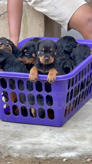 1-3 months Female Purebred Rottweiler