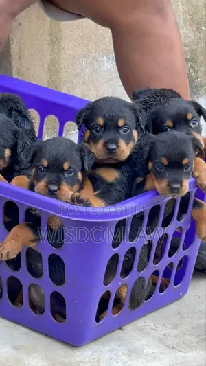 1-3 months Male Purebred Rottweiler