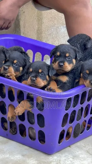 1-3 months Female Purebred Rottweiler