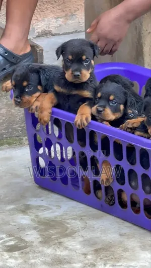 1-3 months Male Purebred Rottweiler