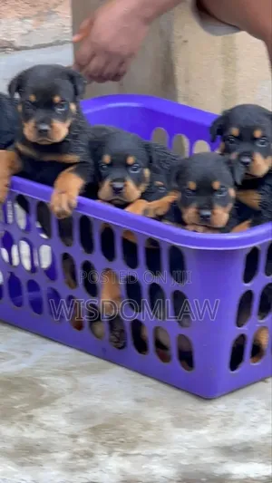 1-3 months Female Purebred Rottweiler